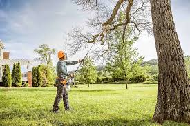 Trusted Lavon, TX Tree Services Experts