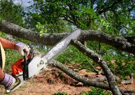How Our Tree Care Process Works  in  Lavon, TX