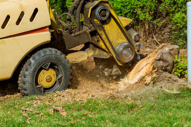 Best Artificial Turf Installation  in Lavon, TX