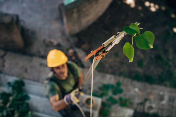Best Tree Fertilization  in Lavon, TX