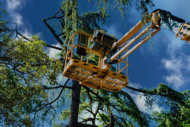 Best Lawn Dethatching  in Lavon, TX
