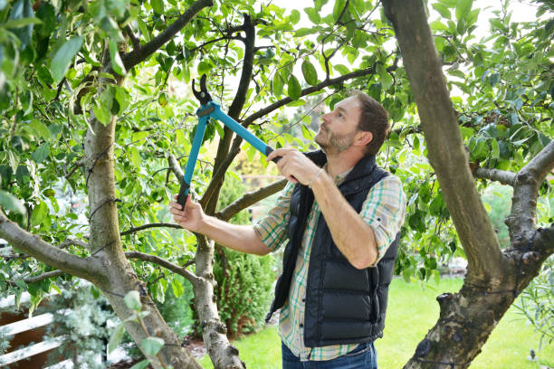 Best Lawn Watering Services  in Lavon, TX